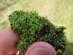 Riccia fluitans