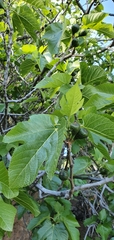 Ficus carica image