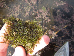 Riccia fluitans