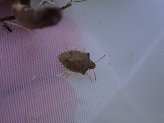 Peribalus strictus strictus