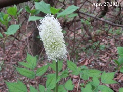 Actaea asiatica