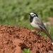 Moroccan Wagtail - Photo (c) Mark Gurney, some rights reserved (CC BY-NC-SA)