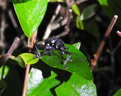 Peritelini