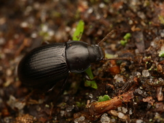Nalassus dermestoides