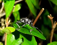 Peritelini