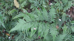 Diplazium taiwanense