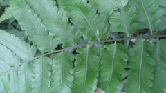 Diplazium taiwanense