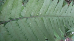 Diplazium taiwanense