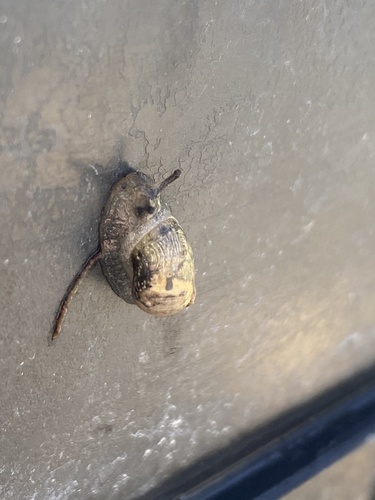 Succinea costaricana