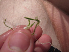 Ranunculus limosella