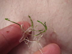 Ranunculus limosella