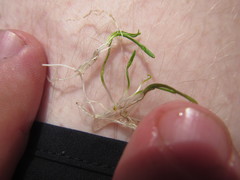 Ranunculus limosella