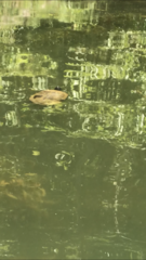 Graptemys pseudogeographica