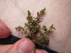 Myriophyllum triphyllum