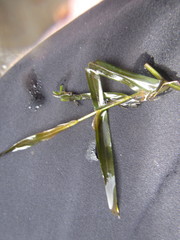Potamogeton ochreatus
