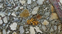 Holocnemus pluchei