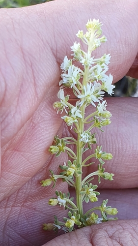 Reseda duriaeana (Reseda duriaeana)