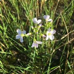 Cardamine pratensis
