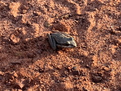 Litoria watjulumensis