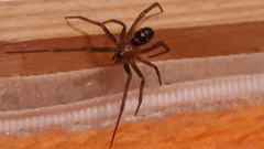 Steatoda grossa