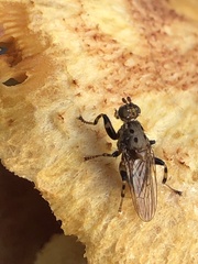 Tapeigaster cinctipes