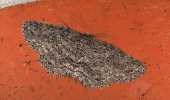 Ectropis fractaria
