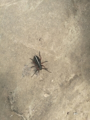 Dorcadion sulcipenne