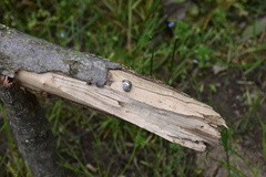 Theodoxus danubialis