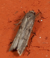 Scieropepla serina