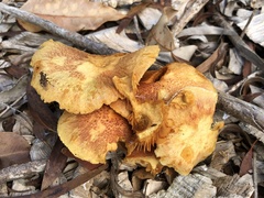 Tapeigaster cinctipes