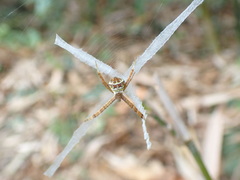 Argiope aetheroides