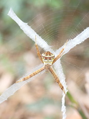 Argiope aetheroides