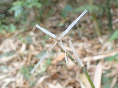 Argiope aetheroides