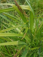 Carex comosa