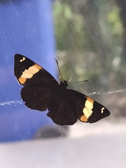 Celaenorrhinus vietnamicus