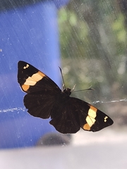 Celaenorrhinus vietnamicus