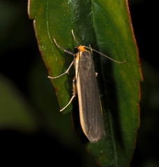 Palaeosia bicosta