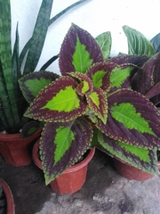 Coleus scutellarioides