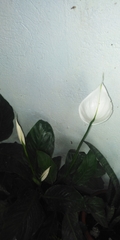 Spathiphyllum wallisii