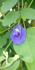 Clitoria ternatea