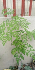 Moringa oleifera