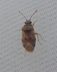 Hyalochilus ovatulus