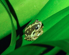 Hyperolius marginatus