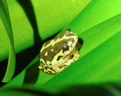 Hyperolius marginatus