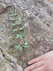 Pellaea intermedia