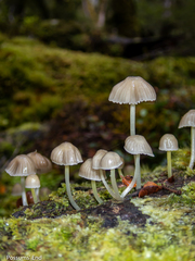 Mycena subviscosa