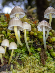Mycena subviscosa