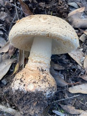 Amanita ochrophylloides