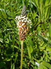 Plantago lanceolata