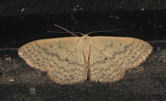 Scopula perlata